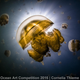 Image for article titled These Photos Show the Alien Beauty of Life Underwater